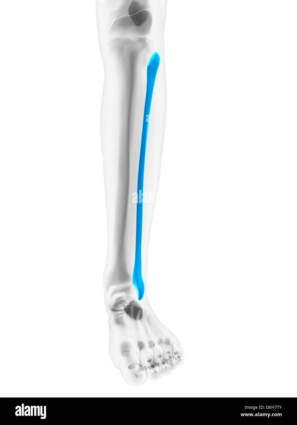 Calf bone hires stock photography and images Alamy