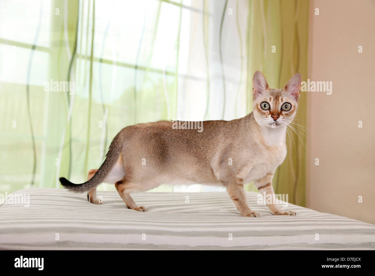Agouti cats hires stock photography and images Alamy