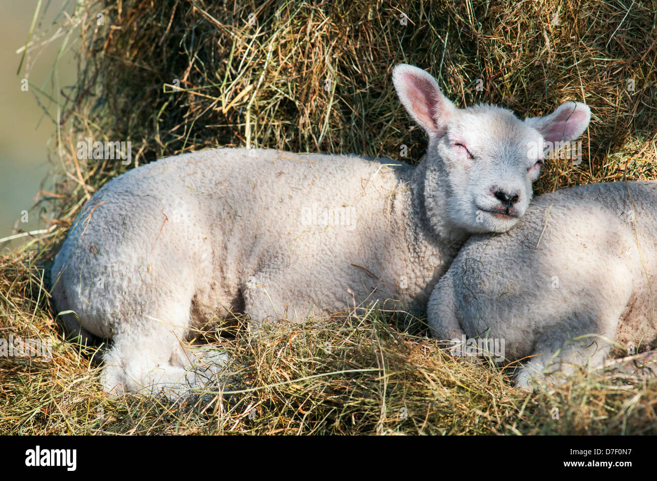Lamb sleeping on haystack Stock Photo Alamy
