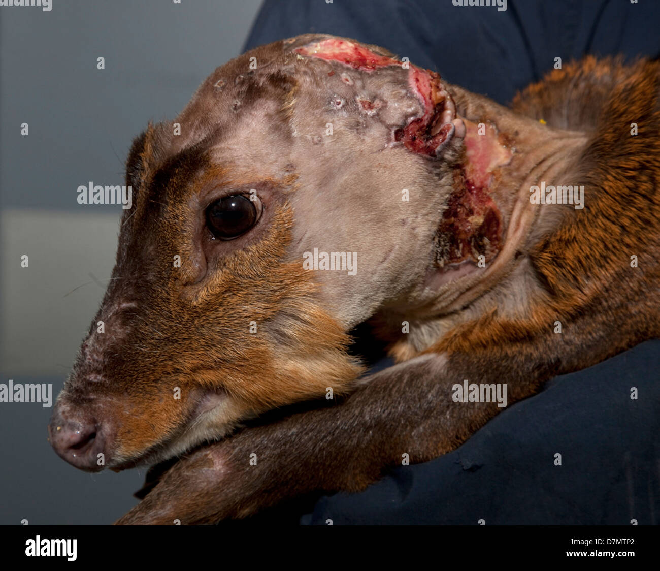 Muntjac deer after dog attack Stock Photo Alamy