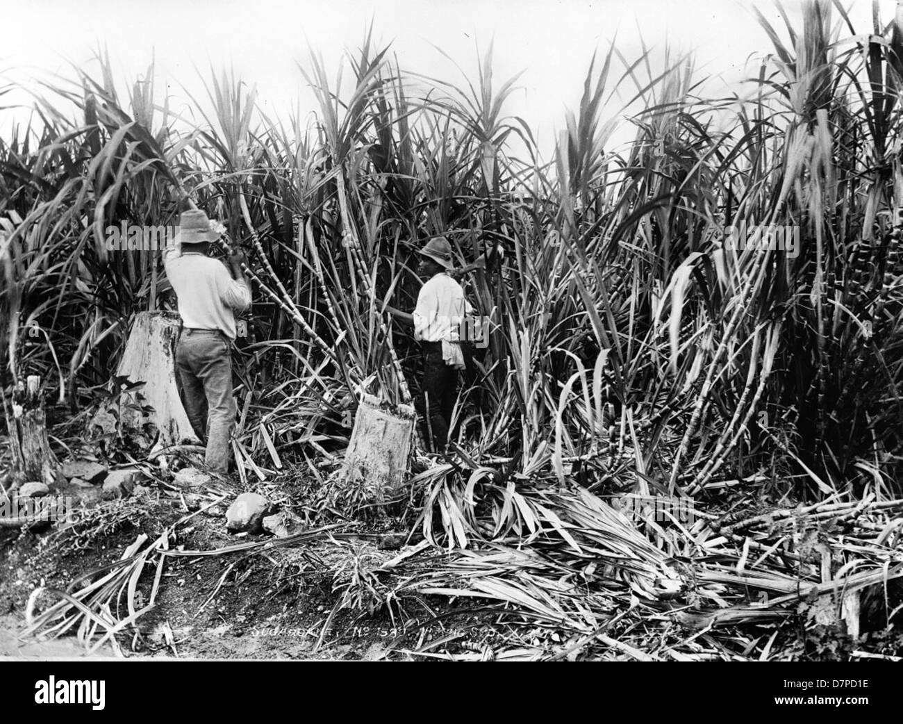 Sugarcane Black and White Stock Photos & Images Alamy