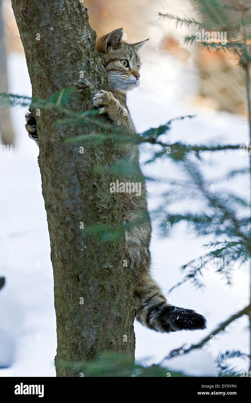 Wildcat felis silvestris climbing tree hires stock photography and