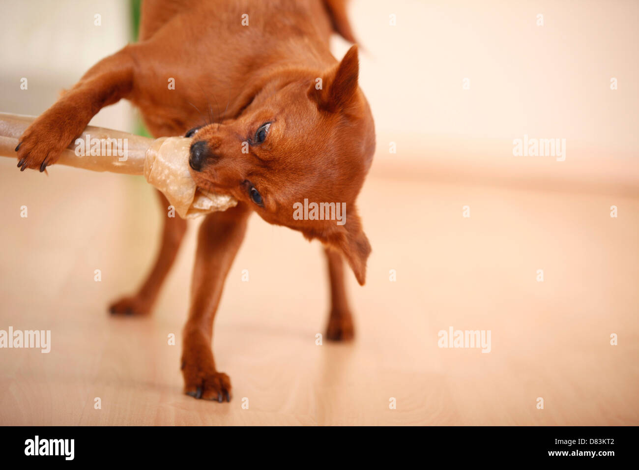 dog with bone Stock Photo Alamy