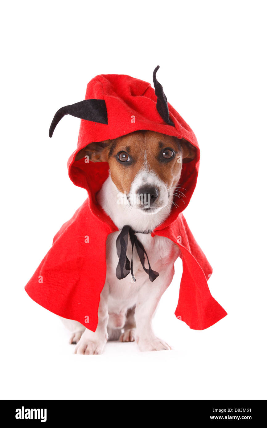 Devil dogs hires stock photography and images Alamy