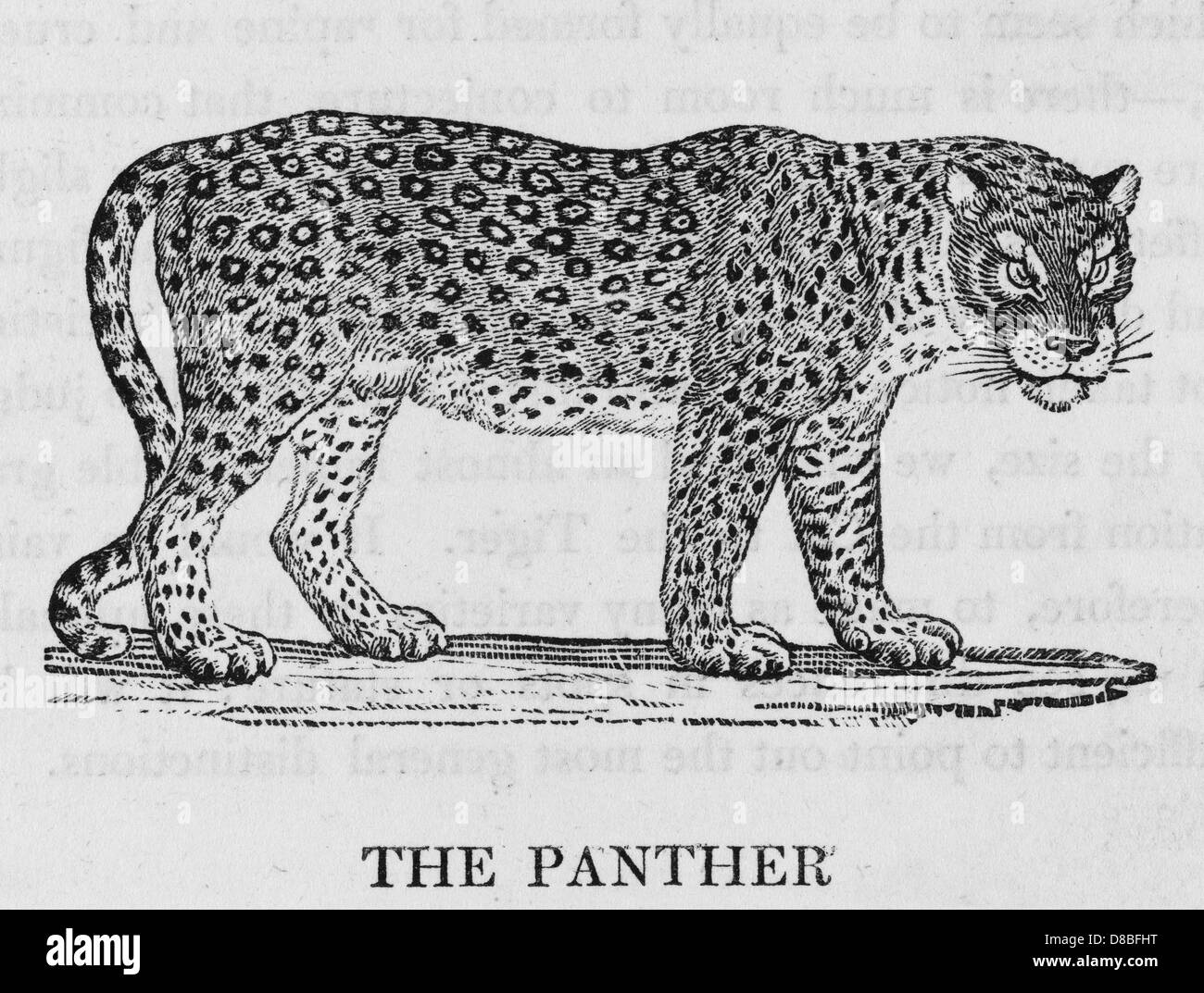 Bewick hires stock photography and images Alamy