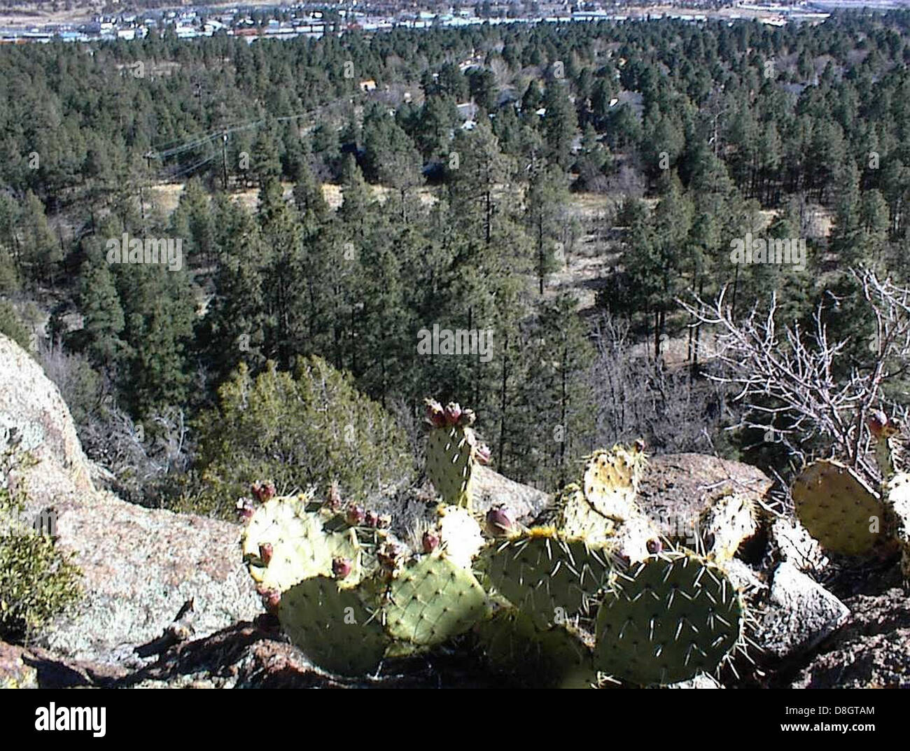 Cactus on hill Stock Photo Alamy