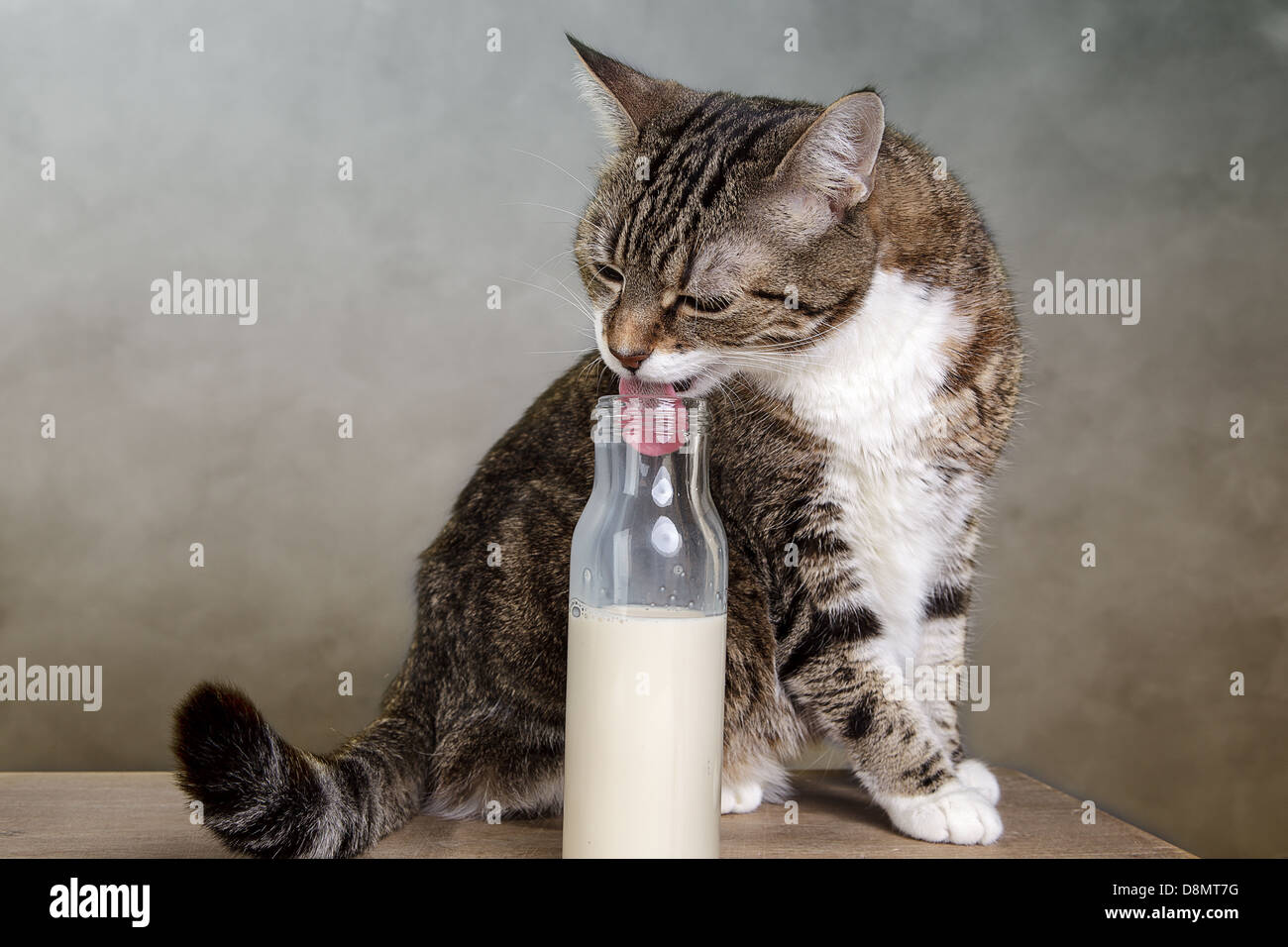 Cat and Milk Stock Photo Alamy