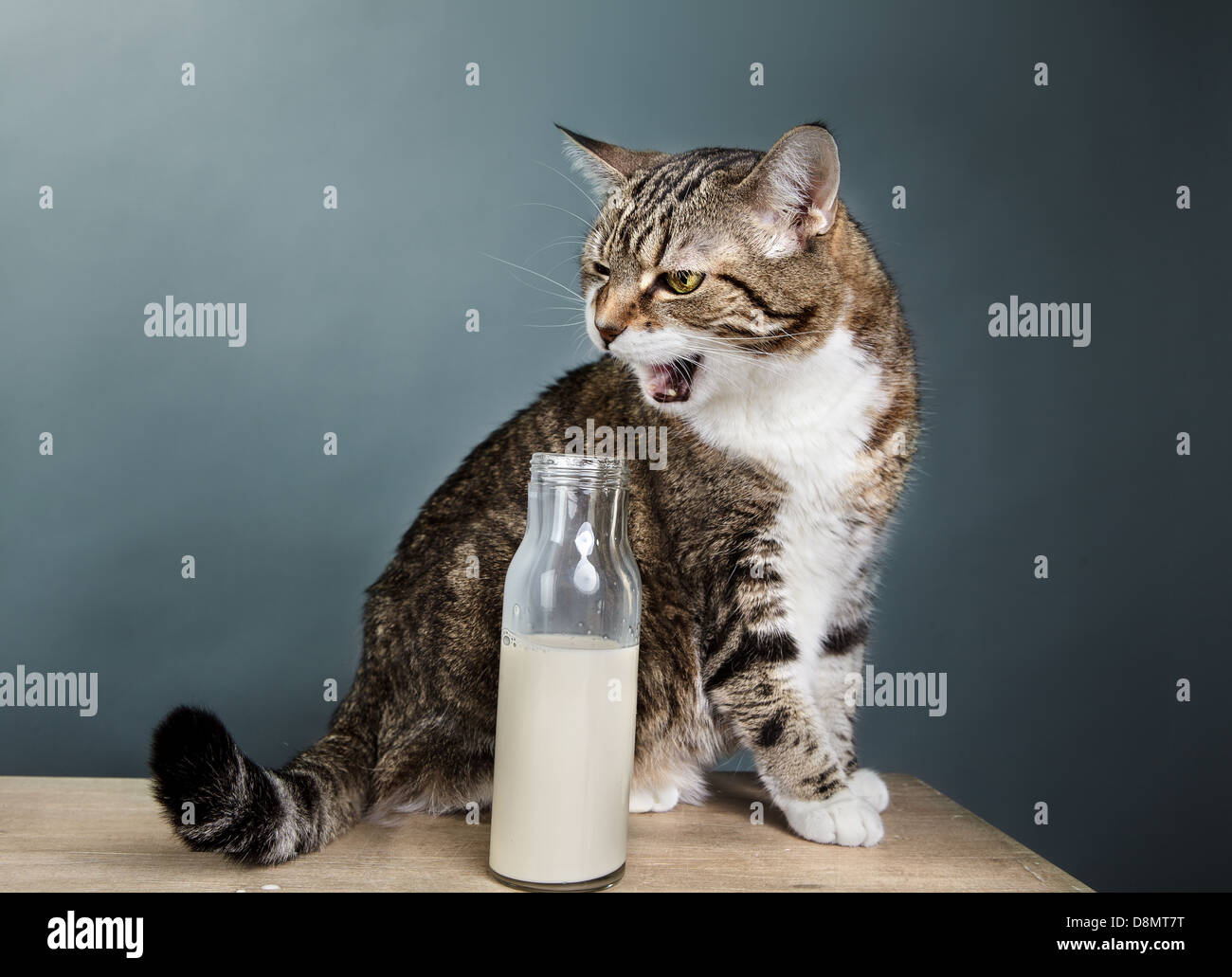 Cat and Milk Stock Photo Alamy