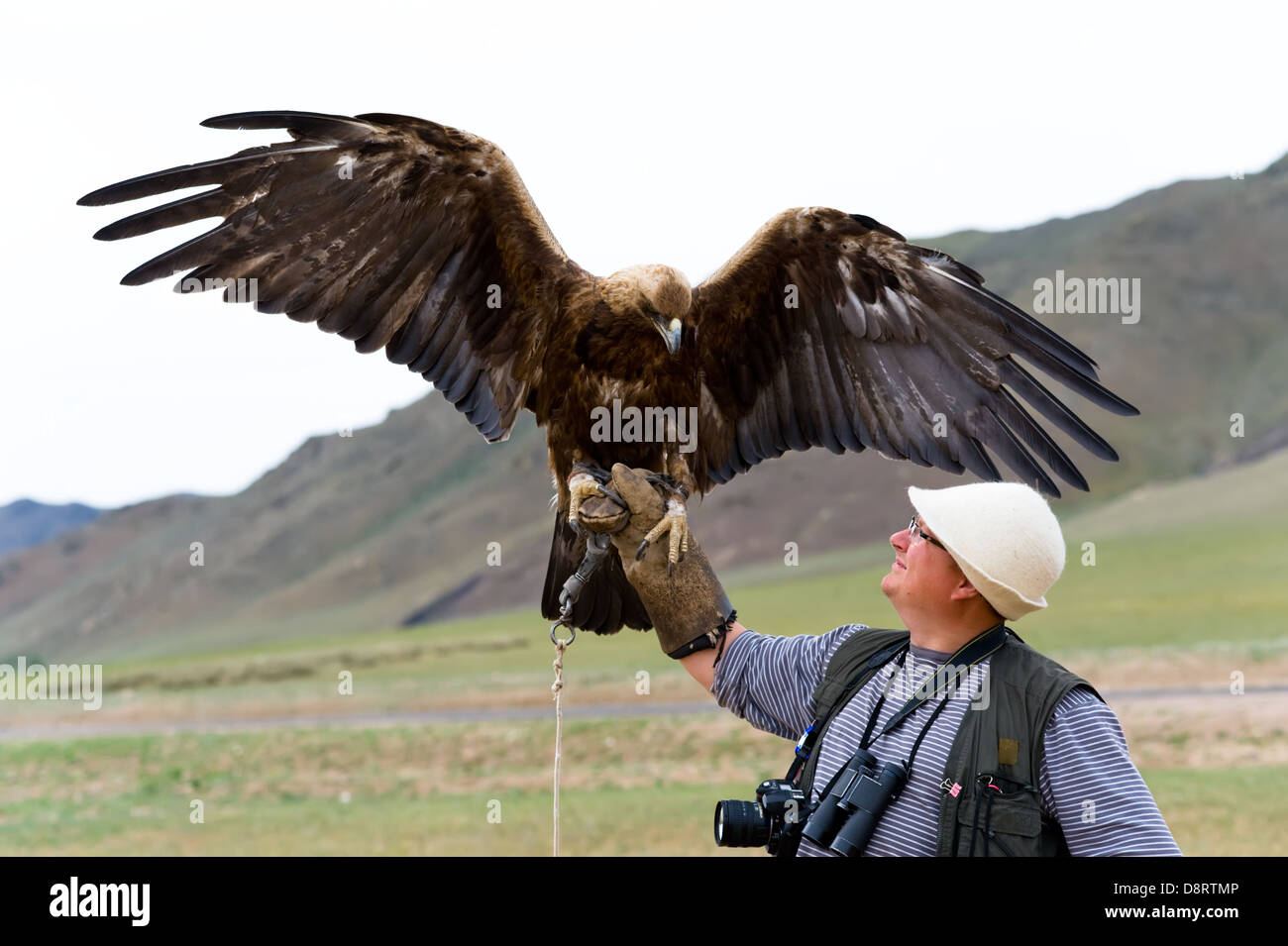 Golden eagle aquila chrysaetos male hires stock photography and images