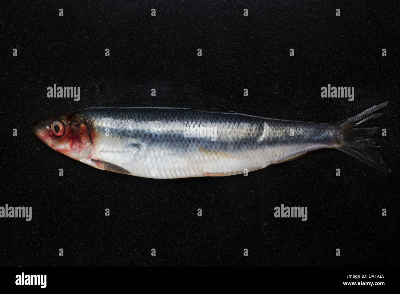 Herring Stock Photo 57807857 Alamy