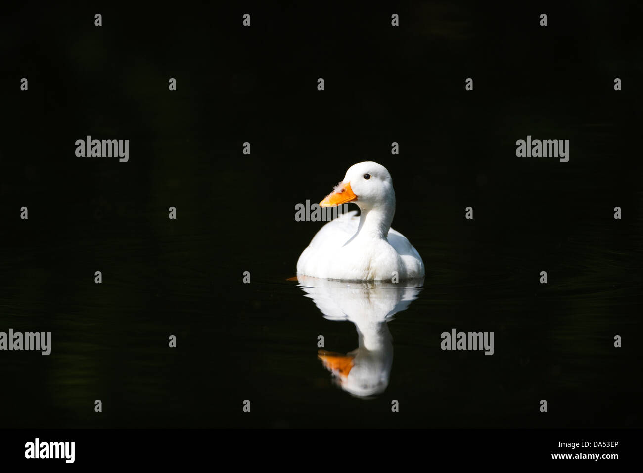 White Duck Stock Photos & White Duck Stock Images Alamy