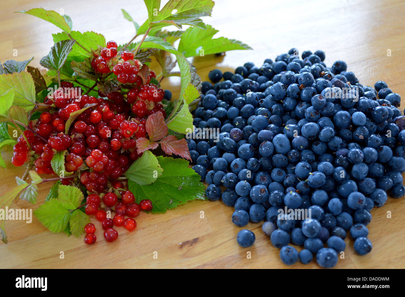 Berries in Fall Stock Photo Alamy