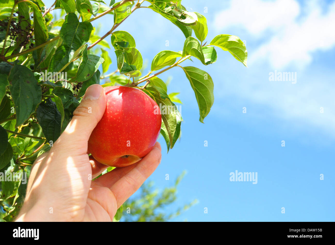 The Tree Of Knowledge Fruit Stock Photos & The Tree Of Knowledge Fruit