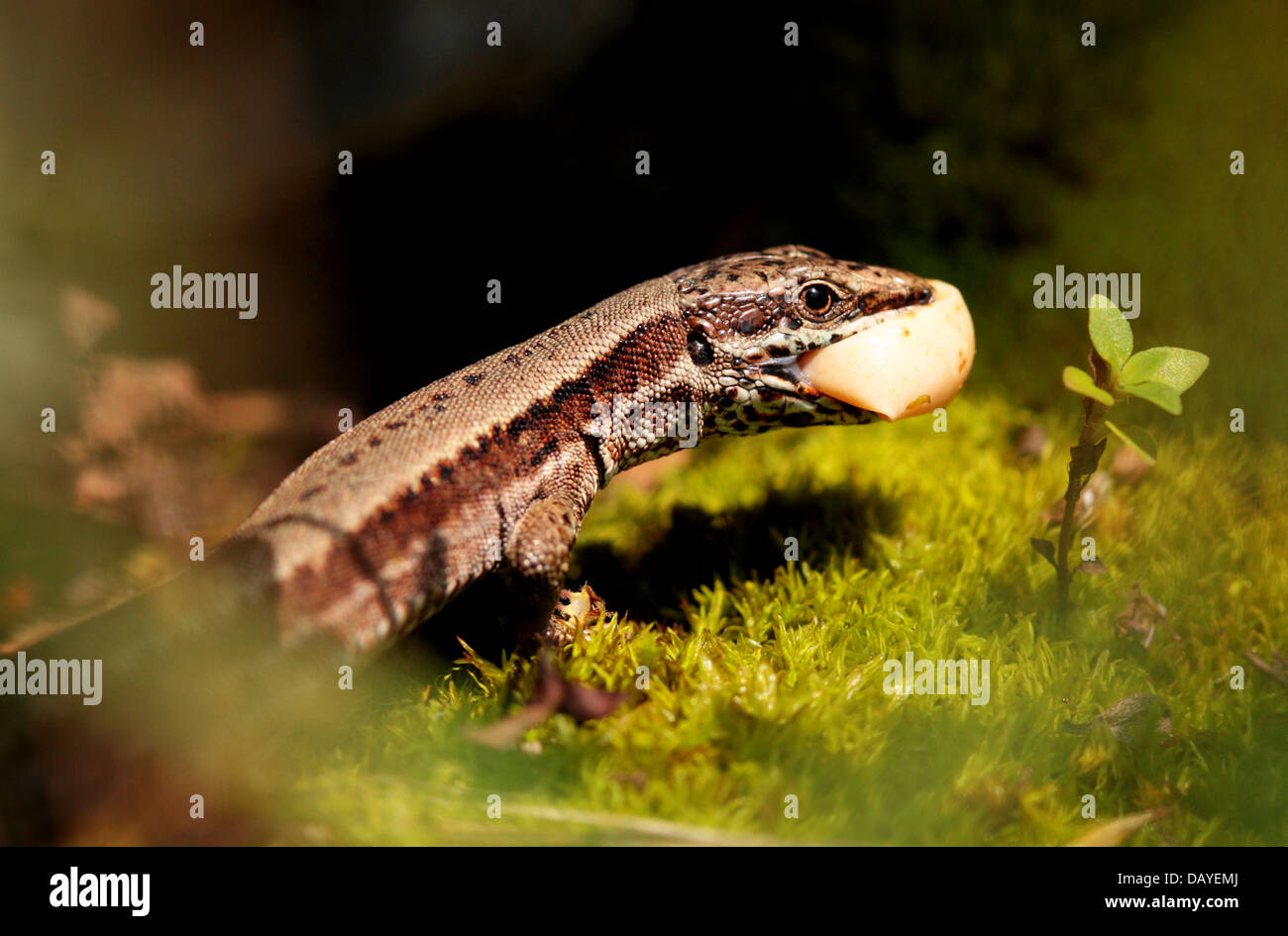 Lizard egg hires stock photography and images Alamy