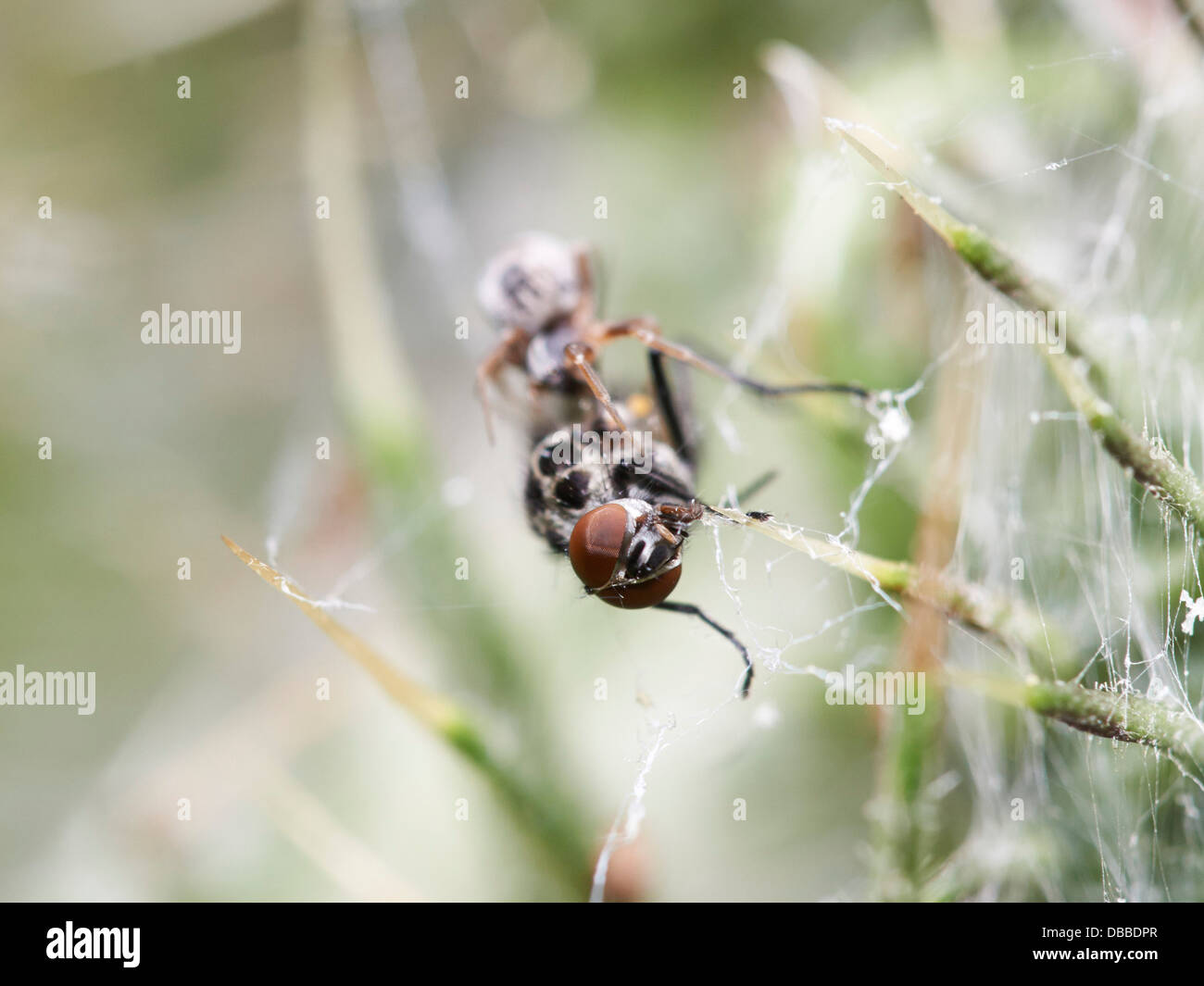 Fly caught in spider's web Stock Photo Alamy