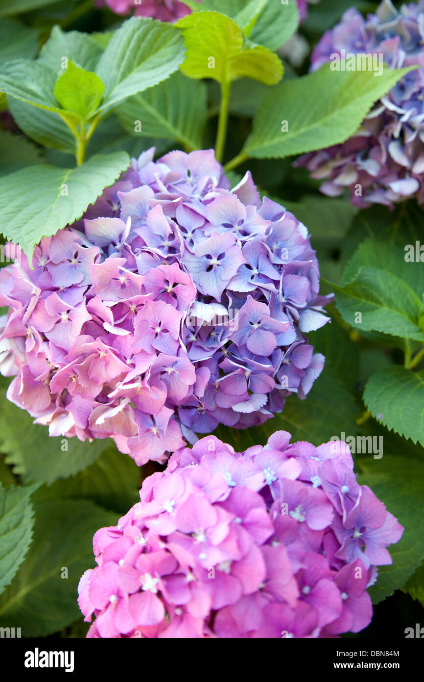 Hortensia macrophylla uk hires stock photography and images Alamy