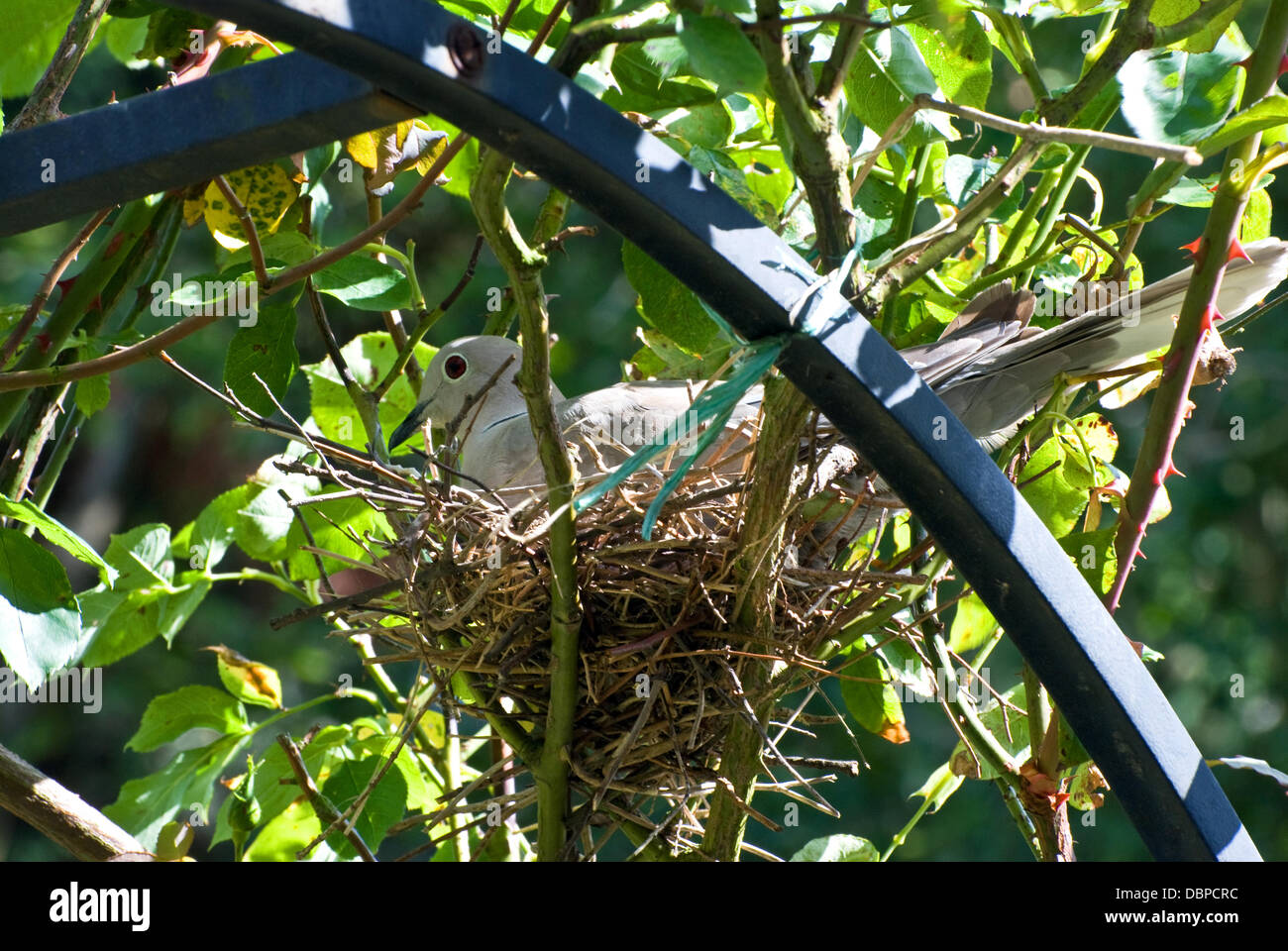 Nesting Collared Dove Stock Photo Alamy