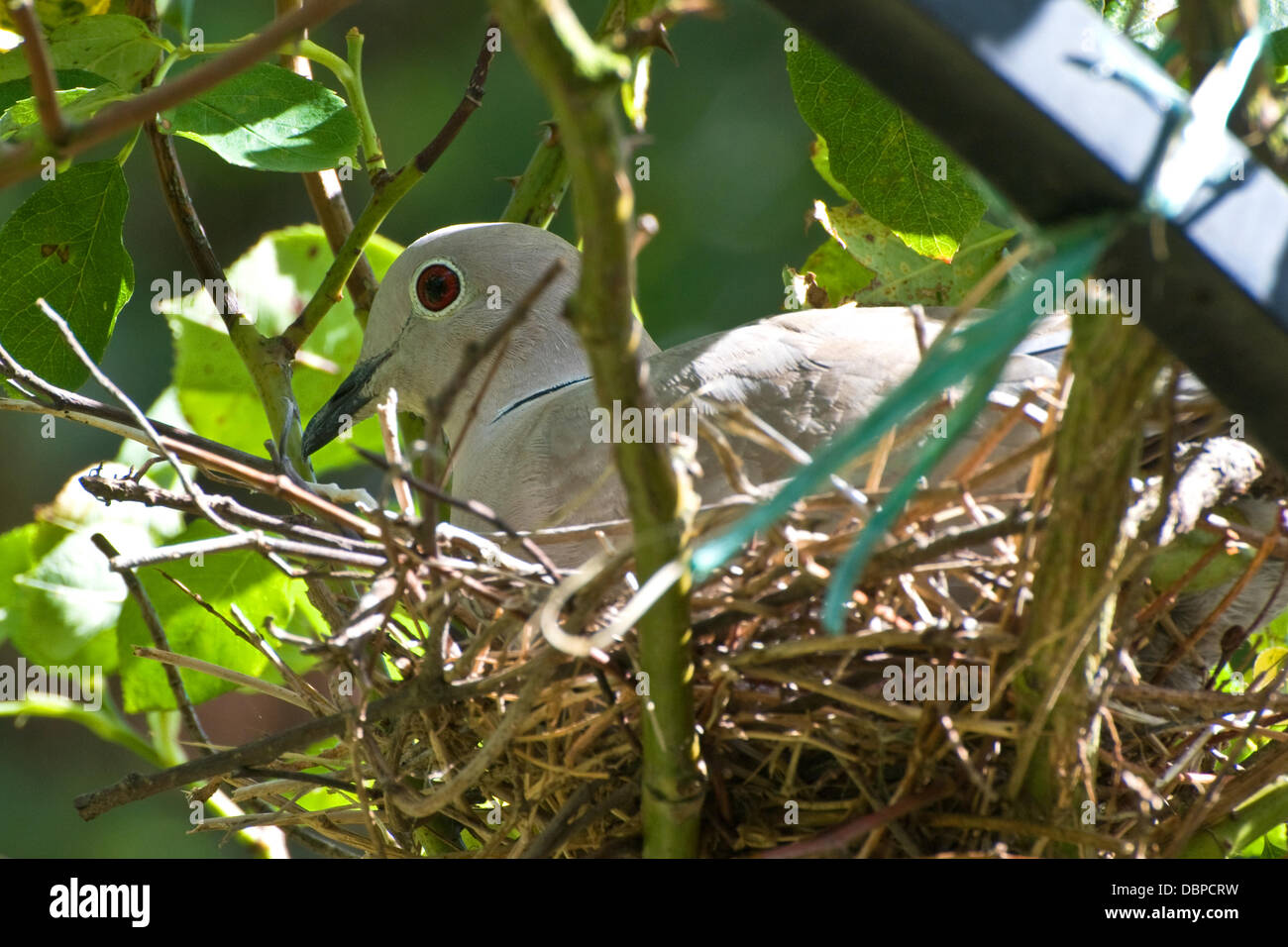 Nesting Collared Dove Stock Photo Alamy