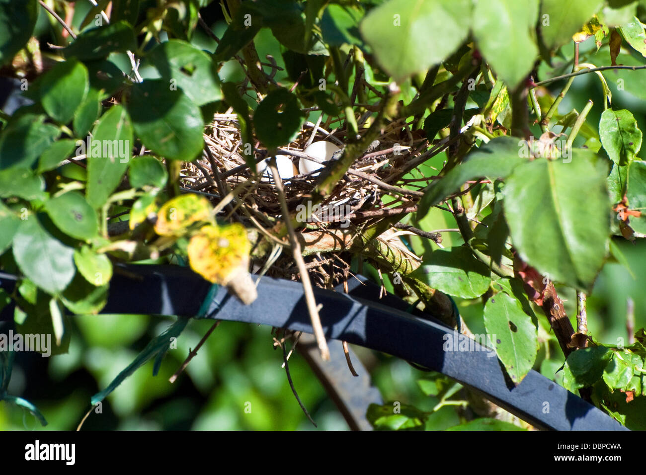 Collared dove eggs hires stock photography and images Alamy