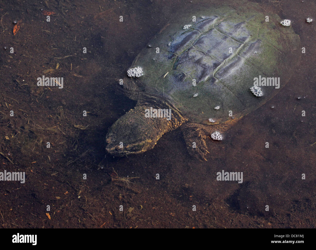 Underwater Snapping Turtle Stock Photo Alamy