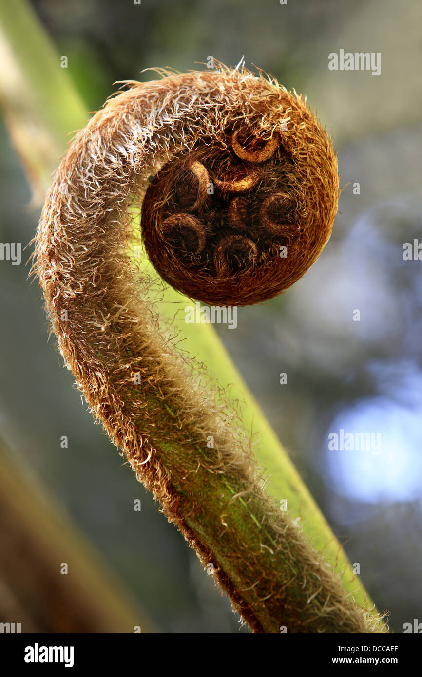 New zealand fern koru hires stock photography and images Alamy