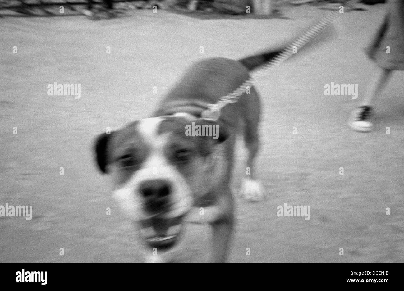 Why Did Atticus Shoot The Mad Dog