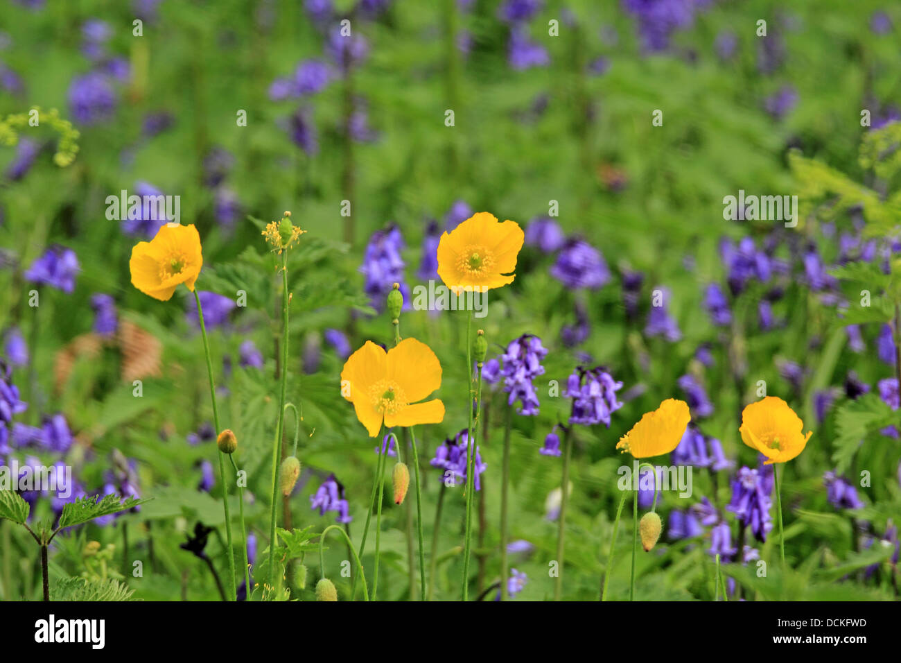 British Wild Flower Stock Photo Alamy