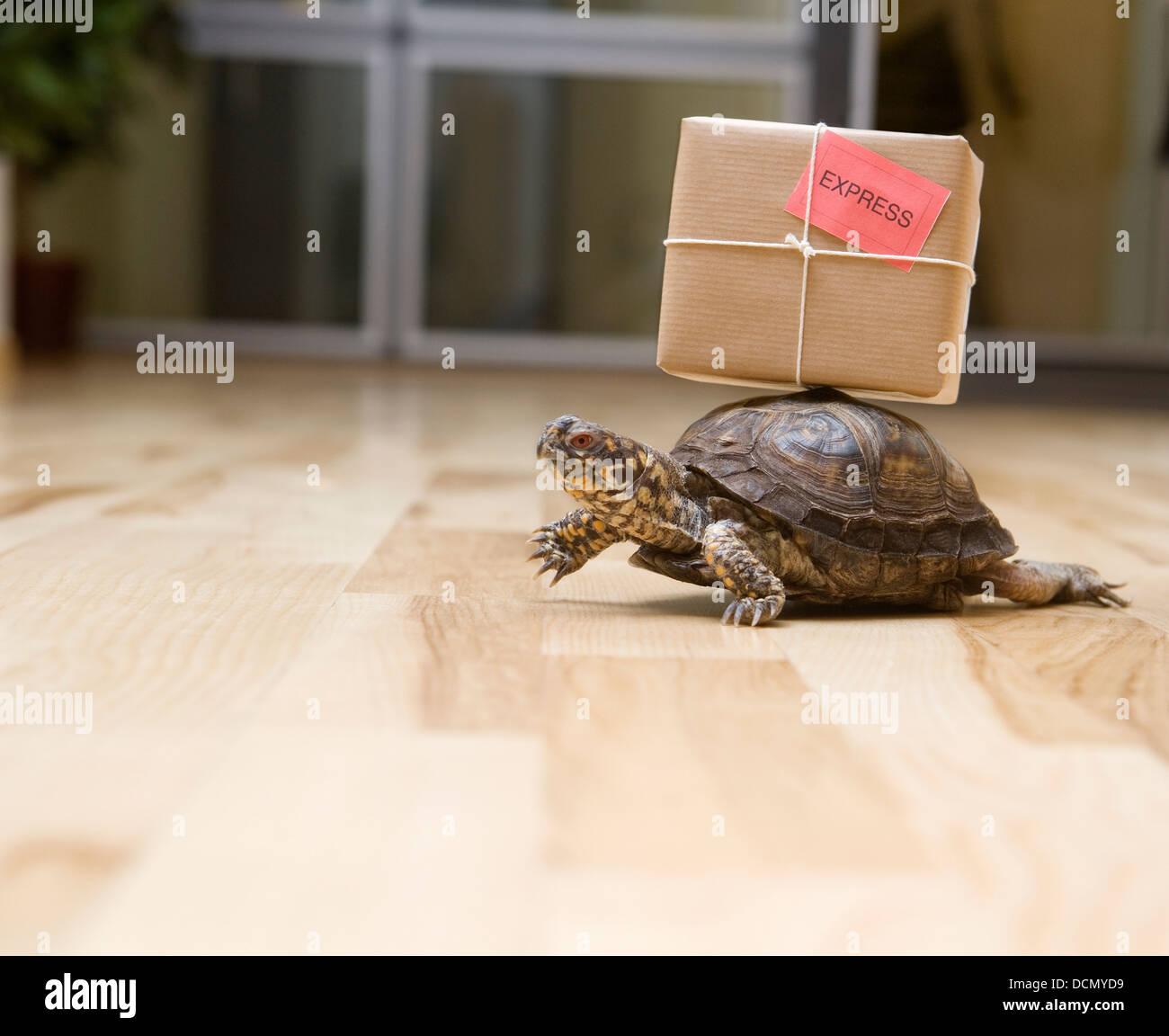 Delivery turtle hires stock photography and images Alamy