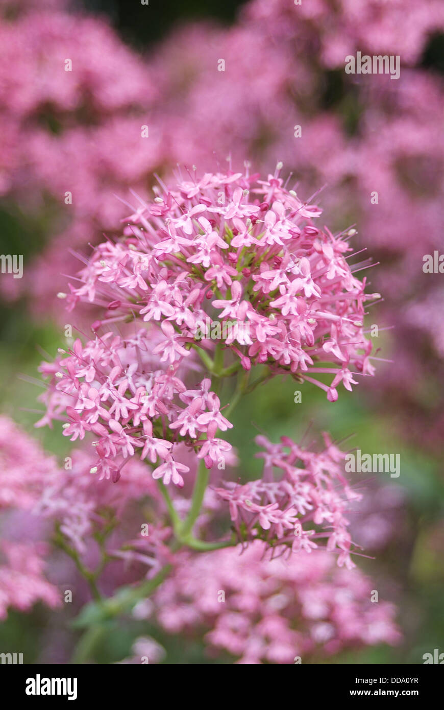 Red Valerian flowers Stock Photo Alamy