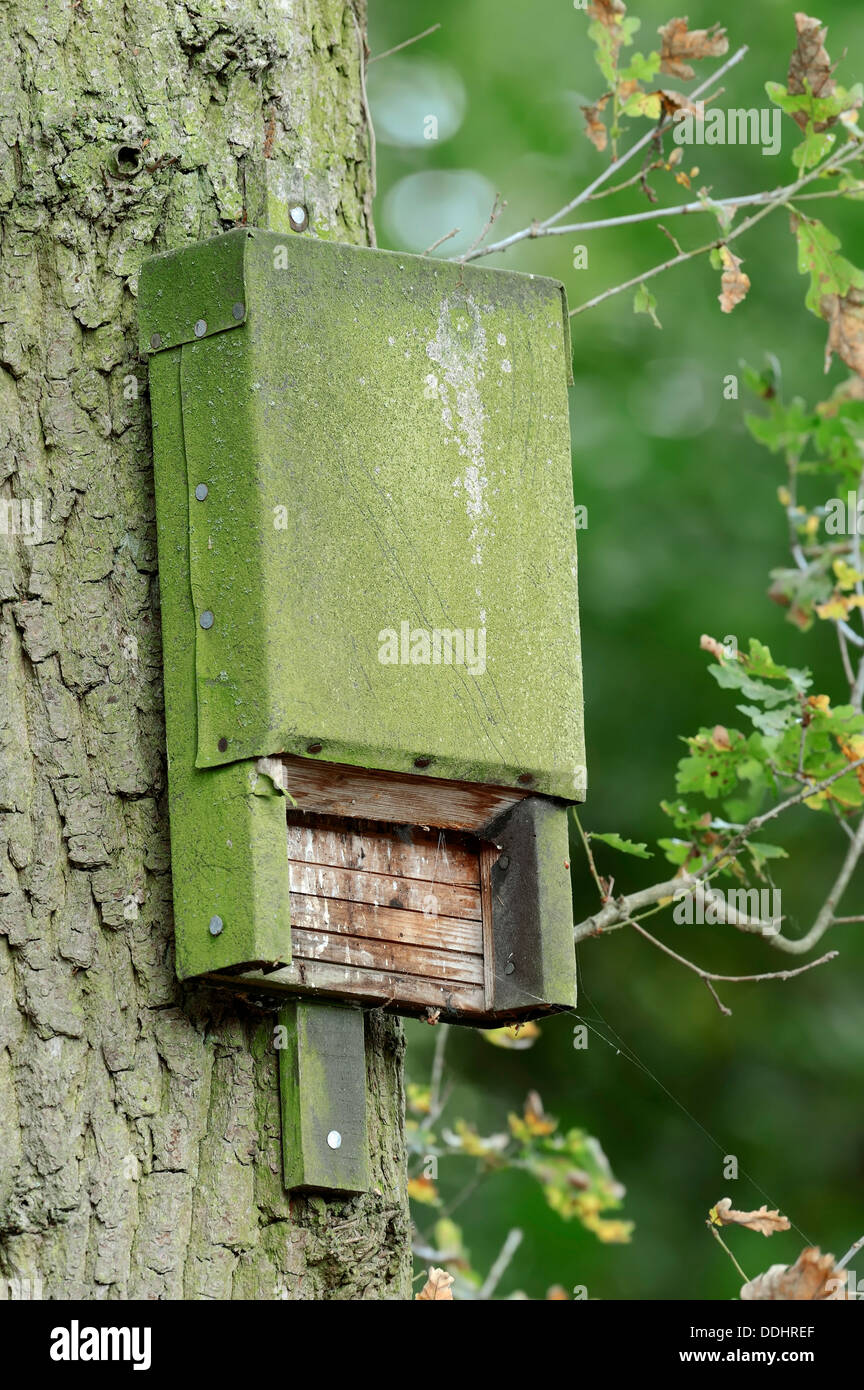 Bat box on a tree Stock Photo Alamy
