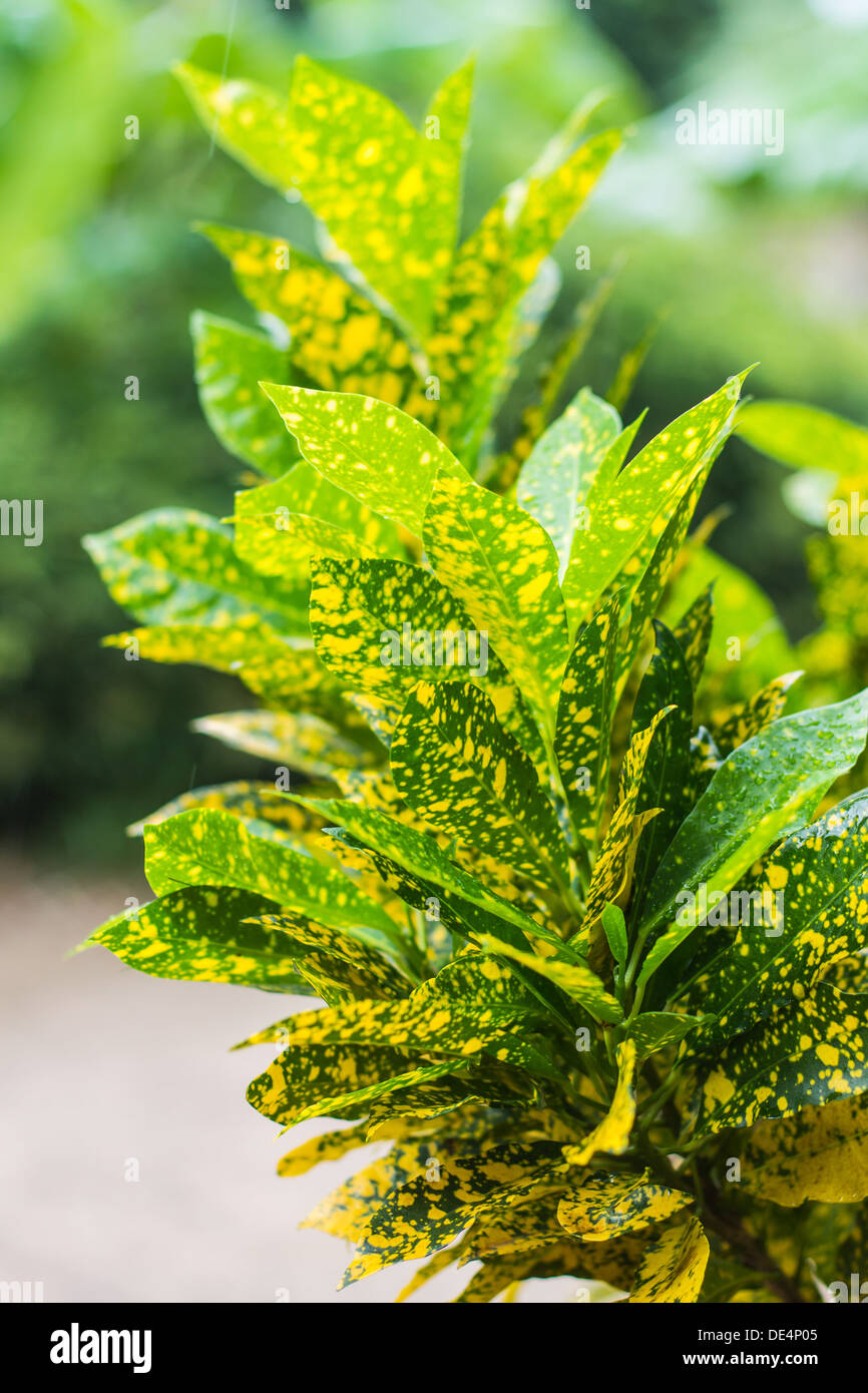Majestic croton hires stock photography and images Alamy