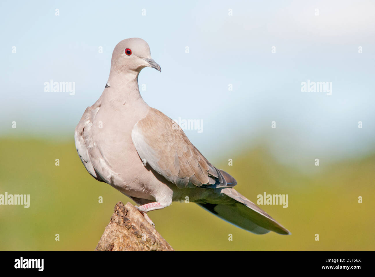 Dove collared streptopelia decaocto hires stock photography and images
