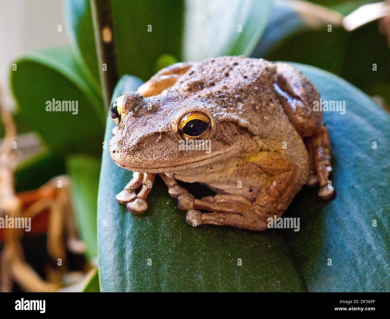Cuban tree frog Stock Photo Alamy