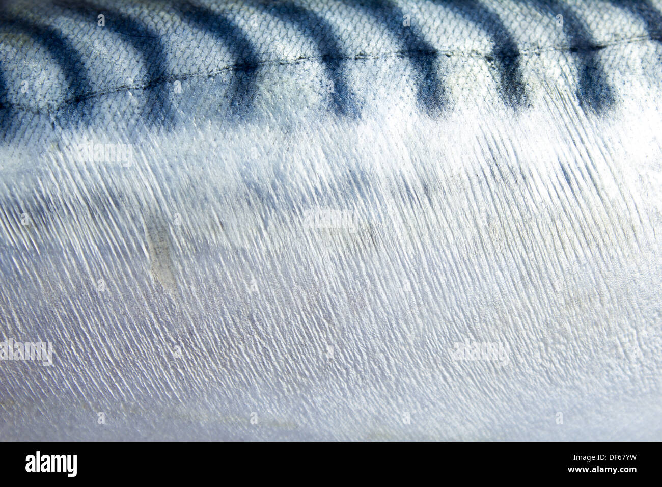 Mackerel skin texture Stock Photo, Royalty Free Image 60988925 Alamy