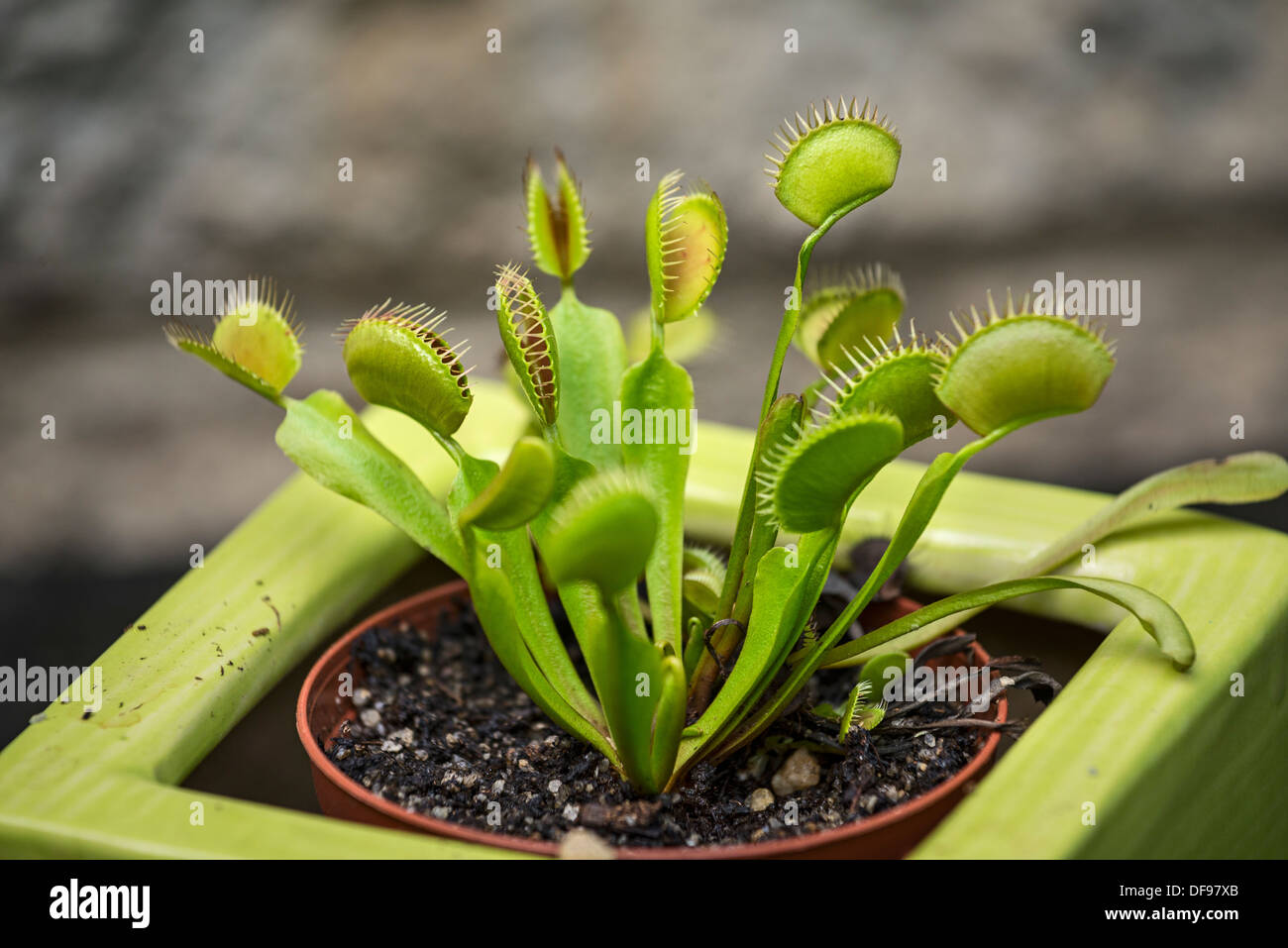 Venus flytrap hires stock photography and images Alamy