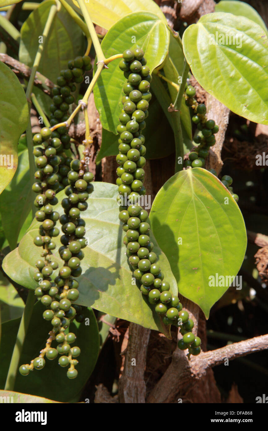 Kampot cambodia pepper plantation hires stock photography and images
