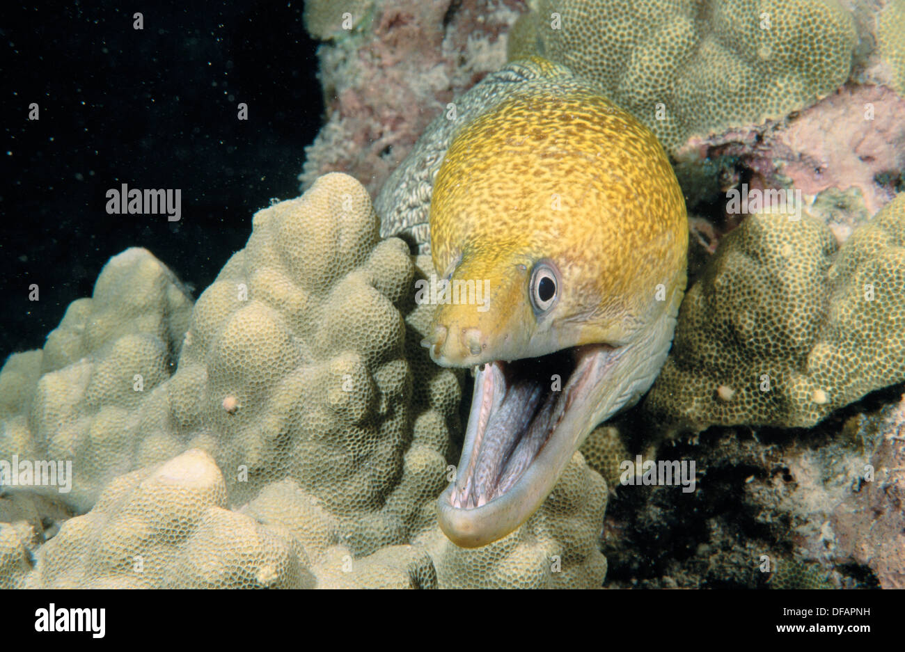 Yellowhead jaw fish hires stock photography and images Alamy