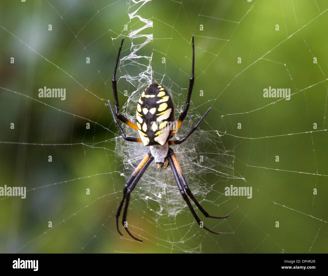 Orb weaver spider on web Stock Photo Alamy