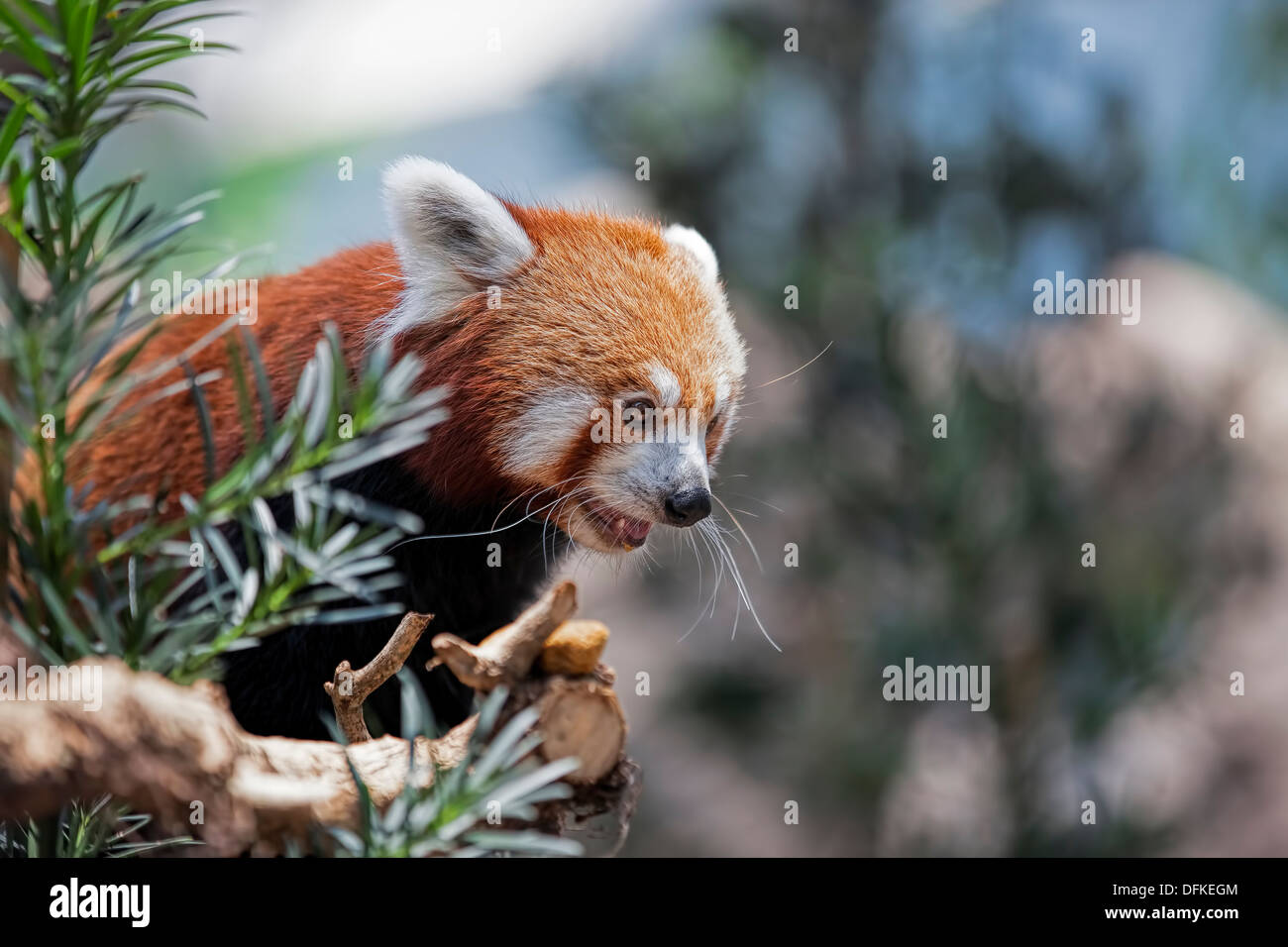 Red panda young tree hires stock photography and images Alamy