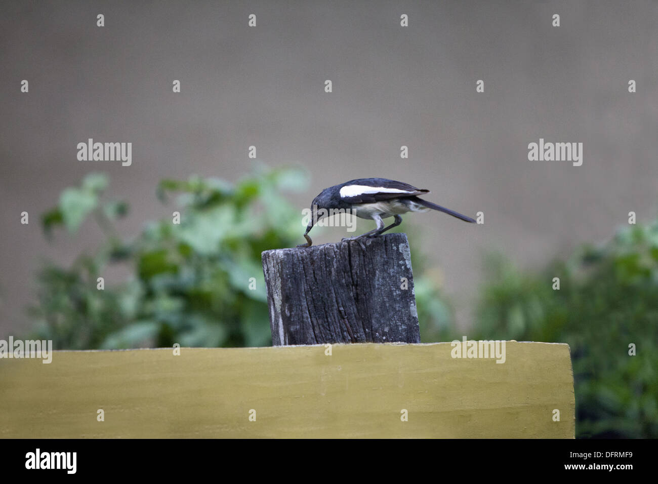 Bird Eating Worm Stock Photos & Bird Eating Worm Stock Images Alamy