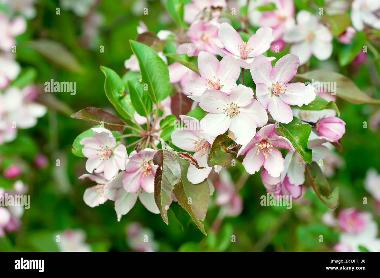 Apple tree flower Stock Photo Alamy