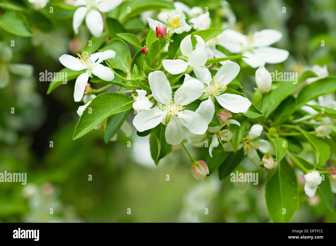 Apple tree flower Stock Photo Alamy