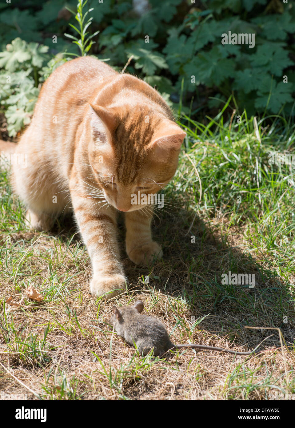 Cat and mouse in garden. Cat catching mouse Stock Photo Alamy