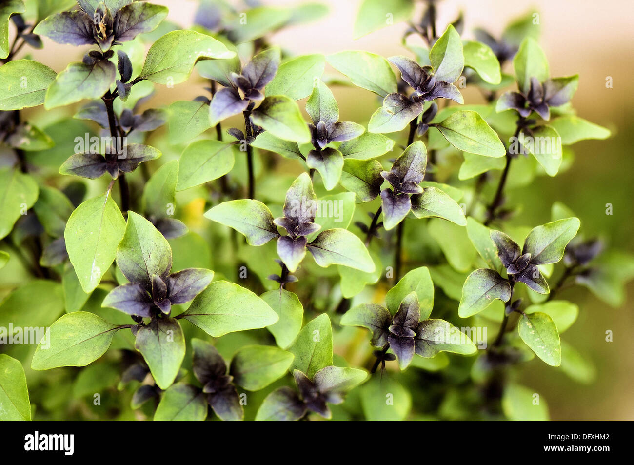 Sweet Basil. Ocimum basilicum Stock Photo Alamy