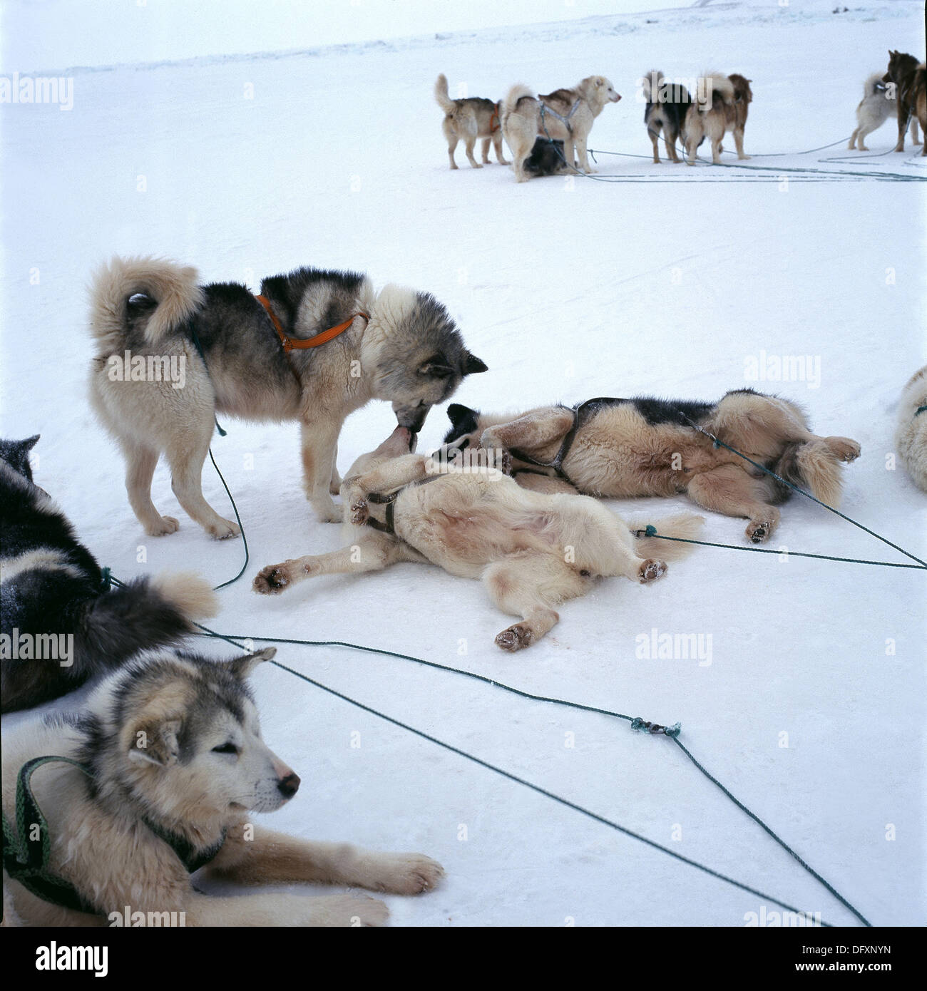 White Siberian Husky Sitting Down Stock Photos & White Siberian Husky Sitting Down Stock Images
