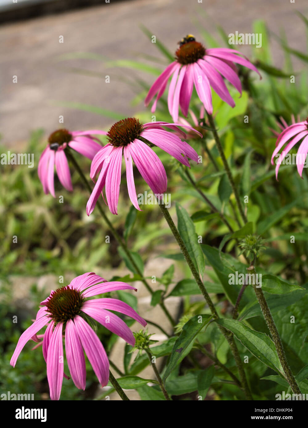 Coneflower (Echinacea purpurea Stock Photo Alamy