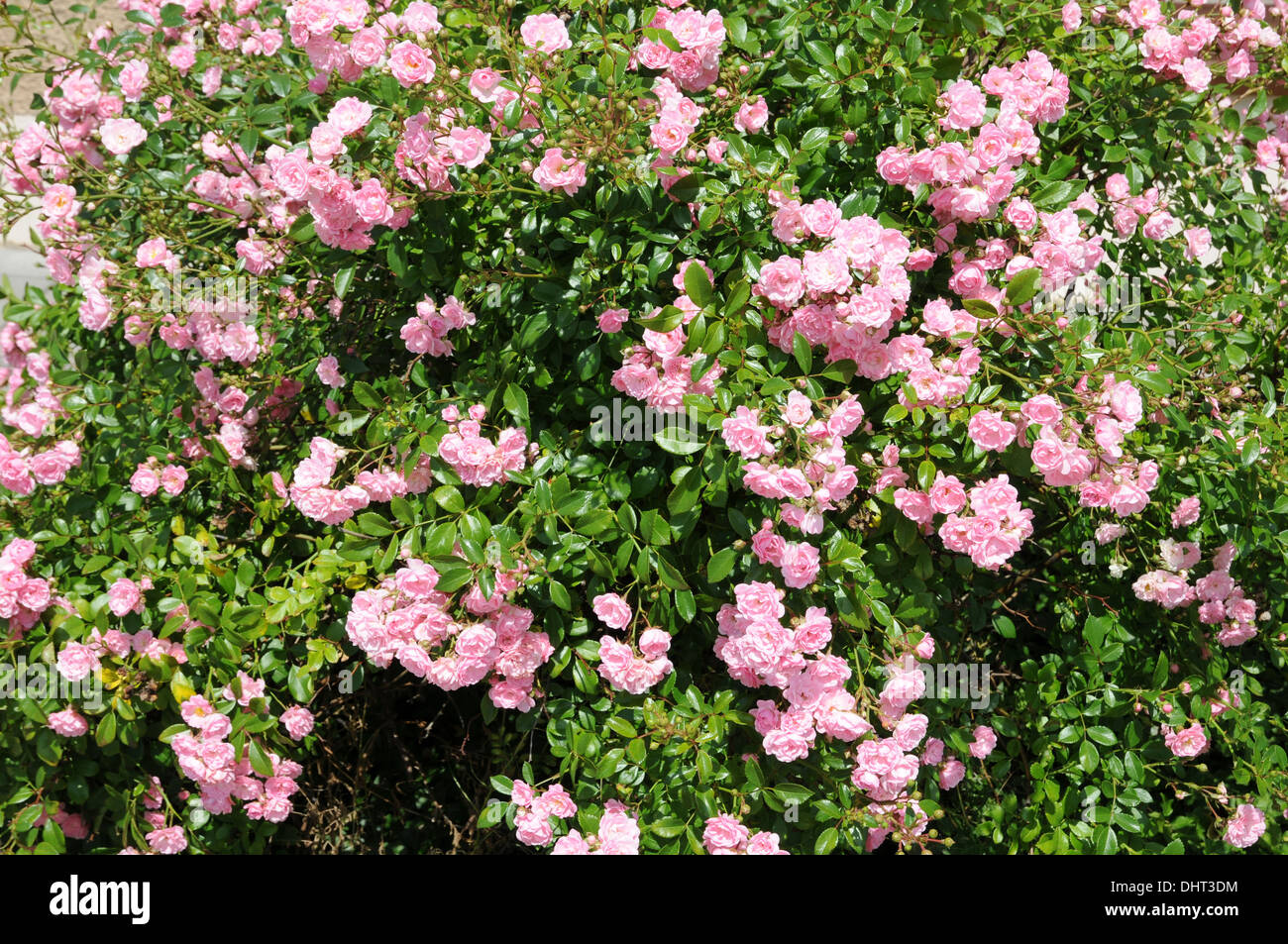 Ground cover rose Stock Photo Alamy