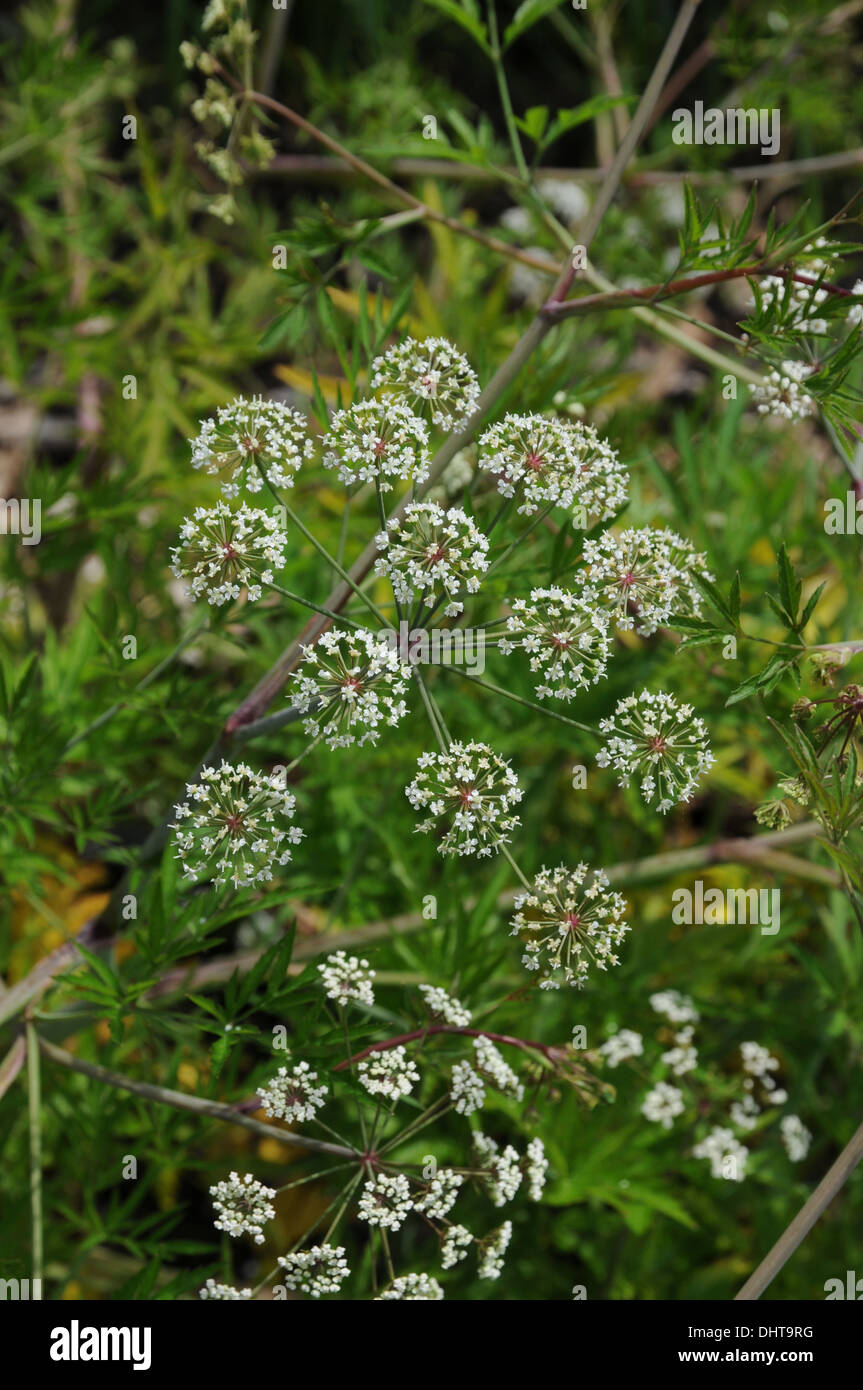 Water hemlock hires stock photography and images Alamy