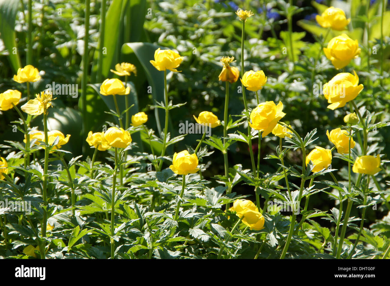 Globe flowers hires stock photography and images Alamy
