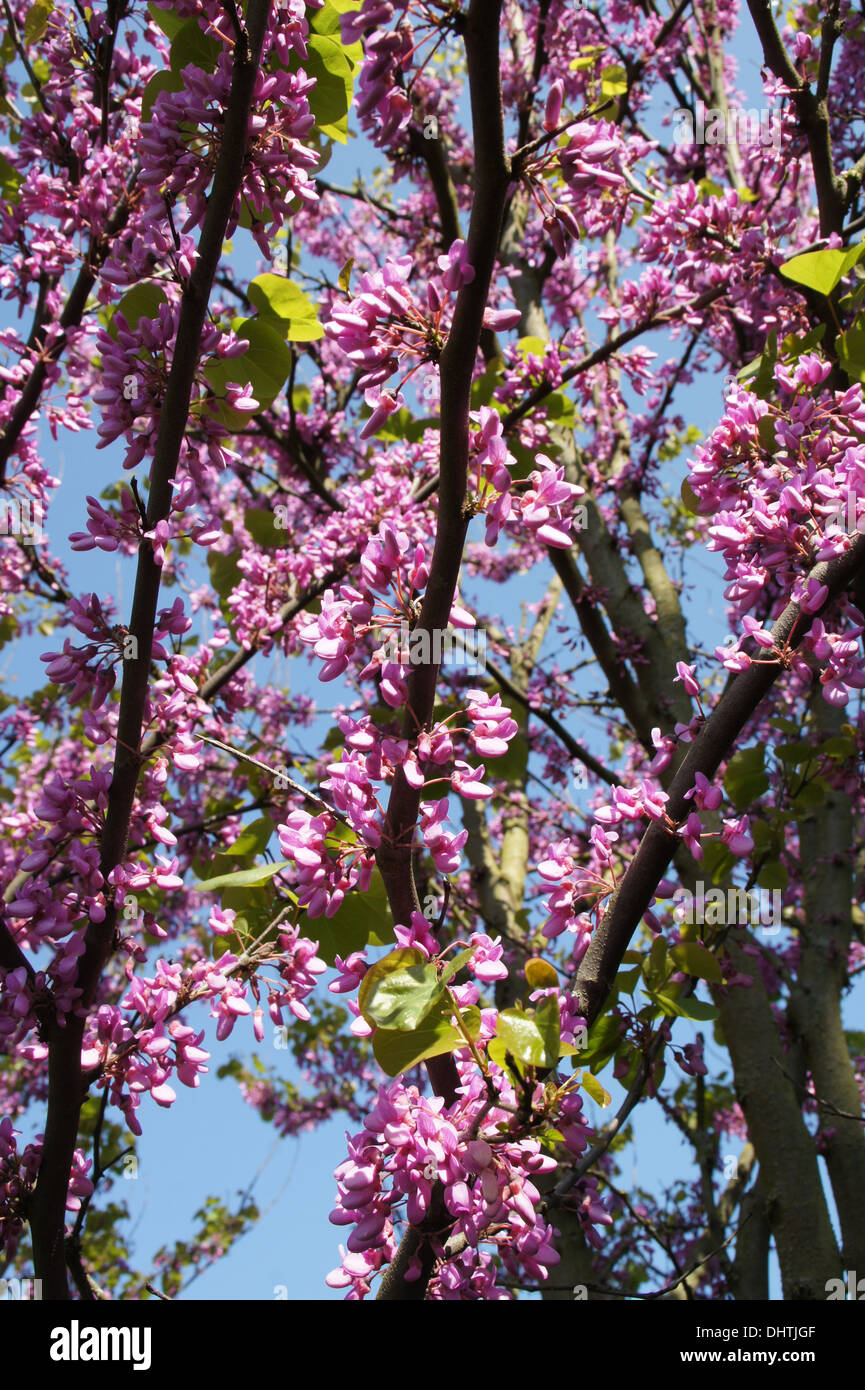 Judas tree Stock Photo Alamy